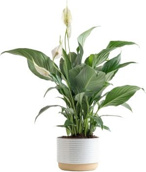 Costa Farms Peace Lily Live Plant in Decorative Pot