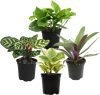 Essential Houseplant Collection