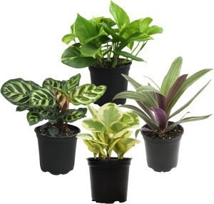 Essential Houseplant Collection