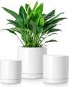 Ceramic Plant Pots
