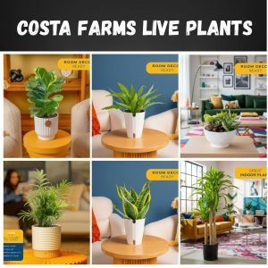 Shop all Costa farms LIVE Plants on Amazon !