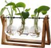 Plant Terrarium