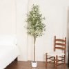 Olive Tree 6FT