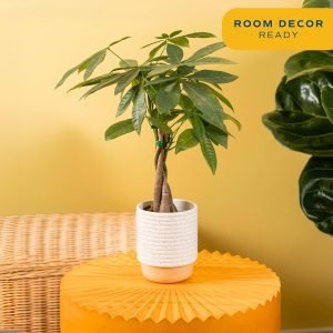 Farms Money Tree Live Plant in Decorative Pot 