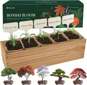Bonsai Tree Kit for Beginners