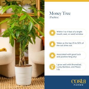 Costa Farms Money Tree