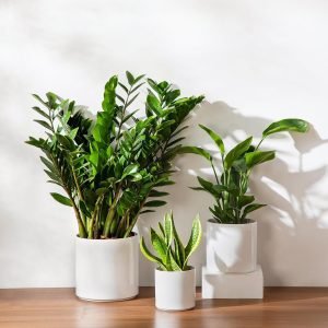 Ceramic Large Planter Pots