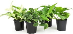 Live Pothos Plants (4PK)