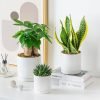Ceramic Plant Pots 