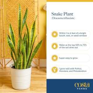 Costa Farms Snake Plant