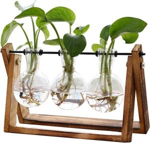 Plant Terrarium with Wooden Stand 