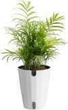 Costa Farms Parlor Palm Live Plant 