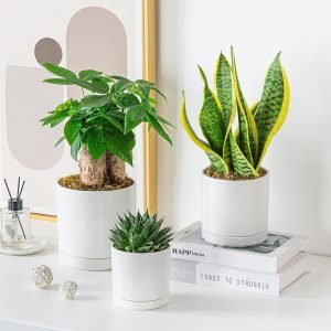 Ceramic Plant Pots