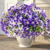 16 Pcs Faux Petunias Artificial Flowers