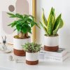 Ceramic Plant Pots Set 