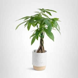Costa Farms Money Tree Live Indoor Bonsai-Style Plant