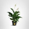 Costa Farms Peace Lily, Live Indoor Plant with Flowers