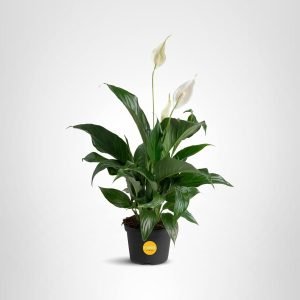 Costa Farms Peace Lily, Live Indoor Plant with Flowers