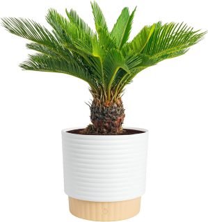 Sago Palm Live Plant in Decorative Pot