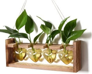 Plant Propagation Stations Heart Plant Terrarium Kit