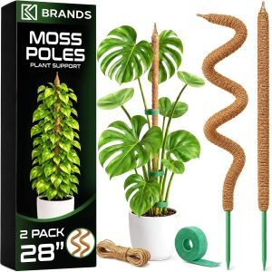 Moss Pole Monstera Plant Support